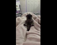 Cat sits and yawn on the bed