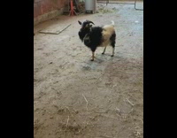 Collab FunBestVids - black white goat coughs fart poop