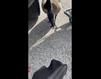 Woman encounters wild goose in the parking lot 