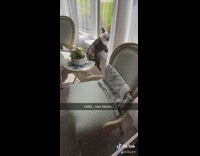 Little dog on table watching outside window 