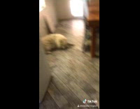 Different dogs laying on floor funny