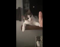 Cat gives high five to the filmer