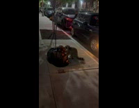 Collab WINY - Racoon scavenge food from garbage bag sidewalk - people and a dog watch
