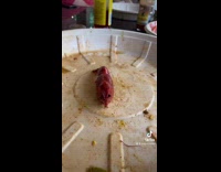 Time lapse crawfish body parts being removed