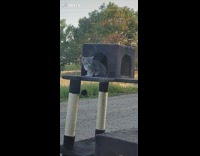 Collab BitchMP - Baby kitten in cat tree in driveway 