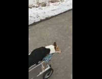 Black brown dog Lily with one leg walks in snowy park 