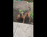 brown dog digging hole on ground 