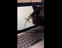 Dog try to eat lizard on screen