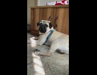 Pug Stares at Camera and Lays Down 