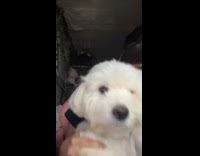 Collab dogIG_default - Woman holds dog and makes it dance