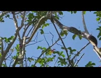Rat snake climb on tree branch bgm