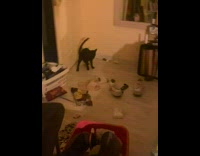 Scared black cat jumped inside the room