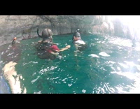 Two sea lions swims around with students