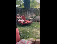 Collab VIBES - Mule deer corners woman hits with antler