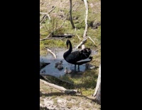 Swan slowly approaches filmer to back up