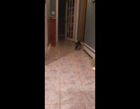 Guy throw toy black cat play fetch