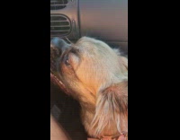 Dog ride in car breathe panting fast