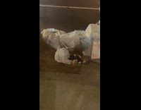 Skunk checking trash bags outside apartment building