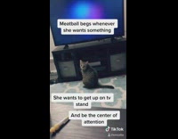 Grey cat begs to jump on tv stand