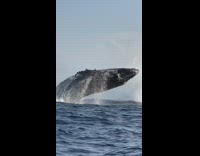 Two whales breach near boat 