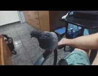 Guy pets pigeon standing on chair handle