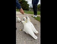 Collab BitchIG2 - Man feeds white bird cockatoos