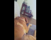 Brown dog sleep hiccups mouth flap blows