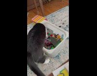 Black white cat dig box with Legos