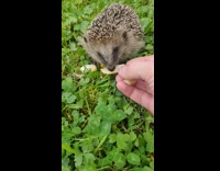 Person hand feed fruit to hedgehog grass