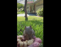 Collab BSMedia - Small squirrel fills up mouth with nuts