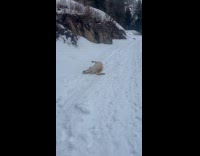 Dog playing rolls over does snow surfing