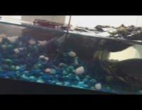 Guy gives pet turtle in tank worm 