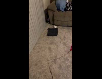 Guy play with cat using feather string