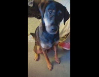 Collab DailyDoseOfInternet - Dog bro fist bump with guy tikttok