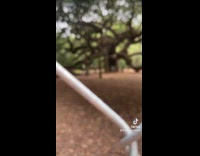 Collab Clips MPUGC - Women admiring angel oak tree behind fence 