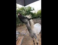 Horse standing outside looks up at sky
