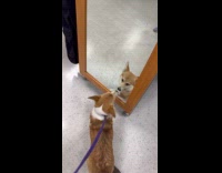 Corgi thinks mirror reflection is another dog