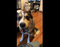 music brown dog eating piece of garlic bread 