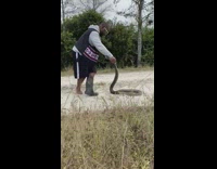 Guy kills snake