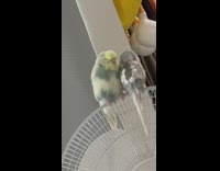 Two pet bird sleeps together on top of the electric fan