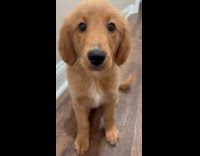 Dog licks phone camera lens and approaches