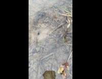 Tadpole on hand returns at the pond