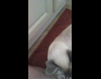 Guy pets brown cat purrs bathroom mat