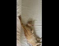 Cat sleeps with one arm stretched out