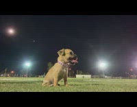 Puppy Sits Still on Grass as Man Sets Camera