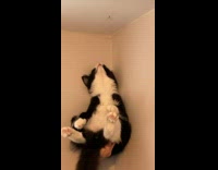 Owners hold up cat to catch spider 