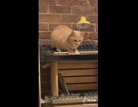 Collab Clips mpugc - White cat piano dark synth music