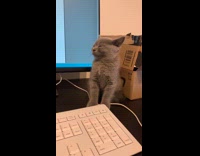 Grey kitten cat struggles to stay awake 