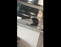 Kitten spins tv remote on kitchen counter 