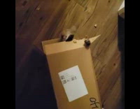 Cat enters box tears it with teeth